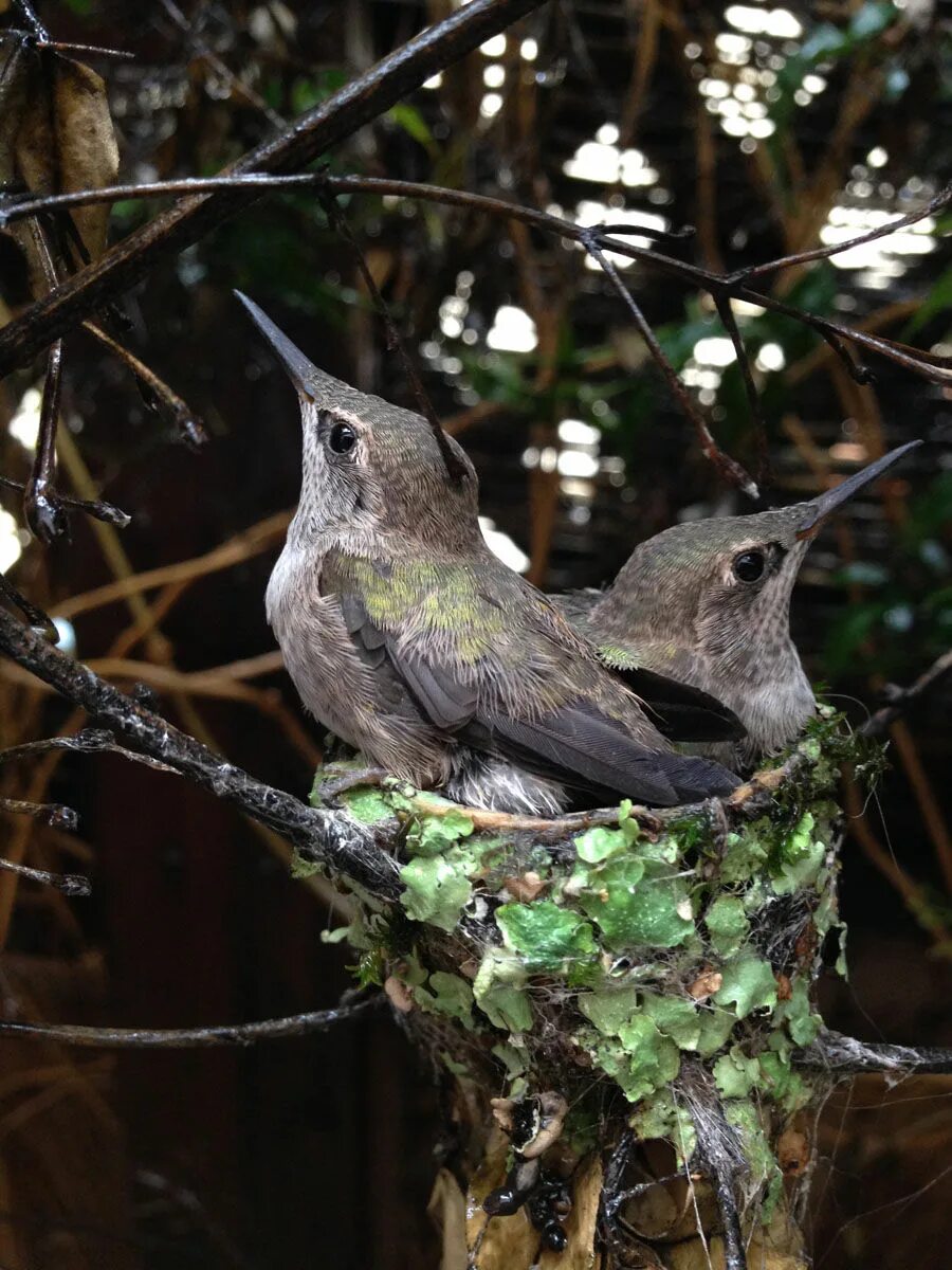 Bird back