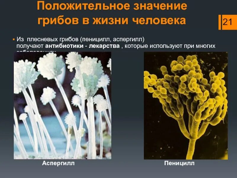 Пеницилл и аспергилл. Плесневые грибы пеницилл аспергилл. Мукор пеницилл аспергилл. Многообразие плесневых грибов.