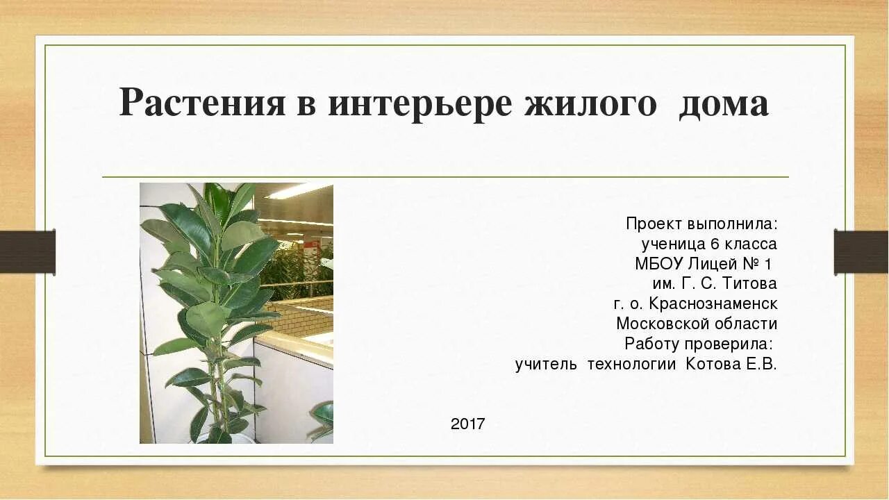 Картинки КАКОВЫ ФУНКЦИИ КОМНАТНЫХ РАСТЕНИЙ