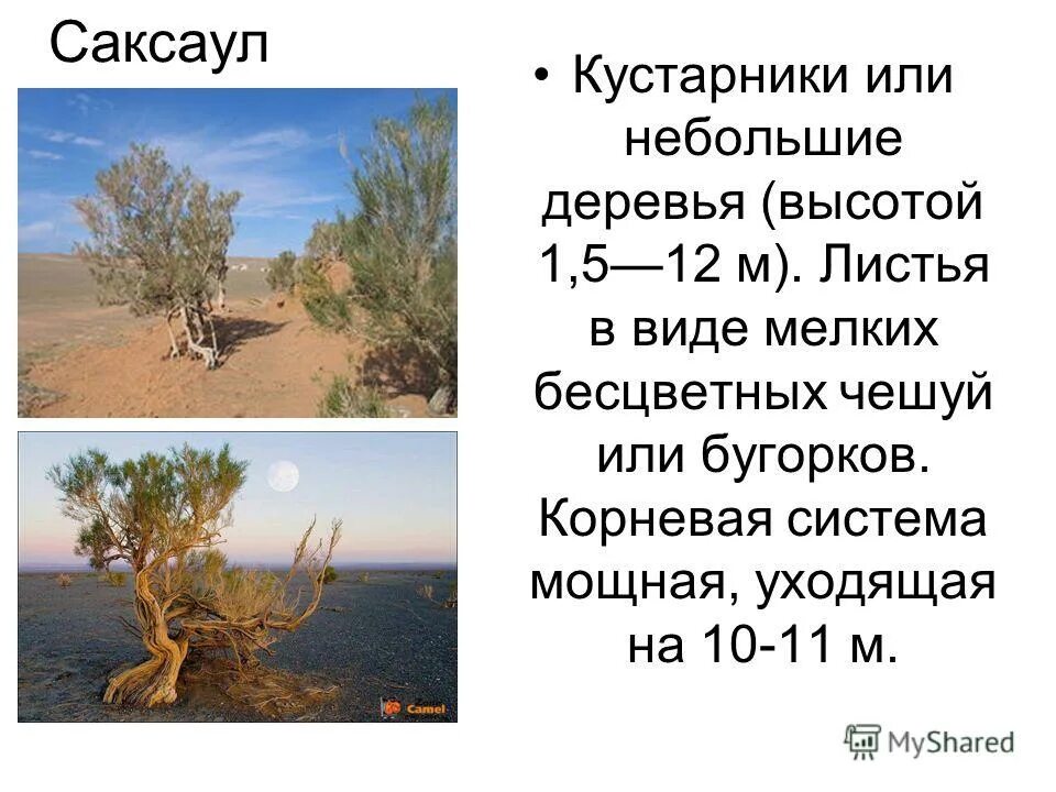 В какой зоне растет саксаул. Саксаул описание. Дерево саксаул краткая информация. Саксаул корни. Саксаул растение описание.