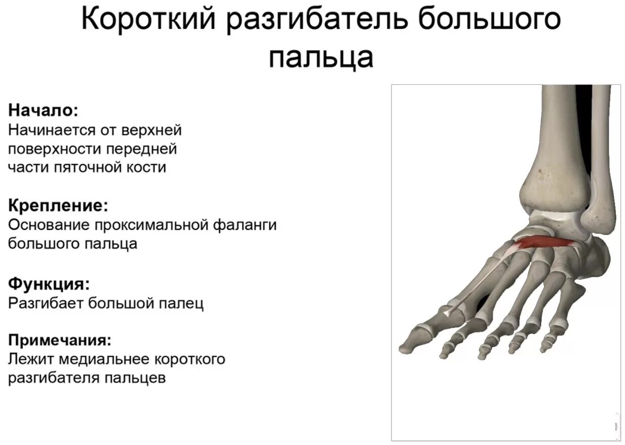 Короткий стоп. Длинный сгибатель большого пальца стопы анатомия. Короткий сгибатель пальцев стопы анатомия. Короткий разгибатель пальцев мышцы стопы. Короткий разгибатель мизинца стопы.