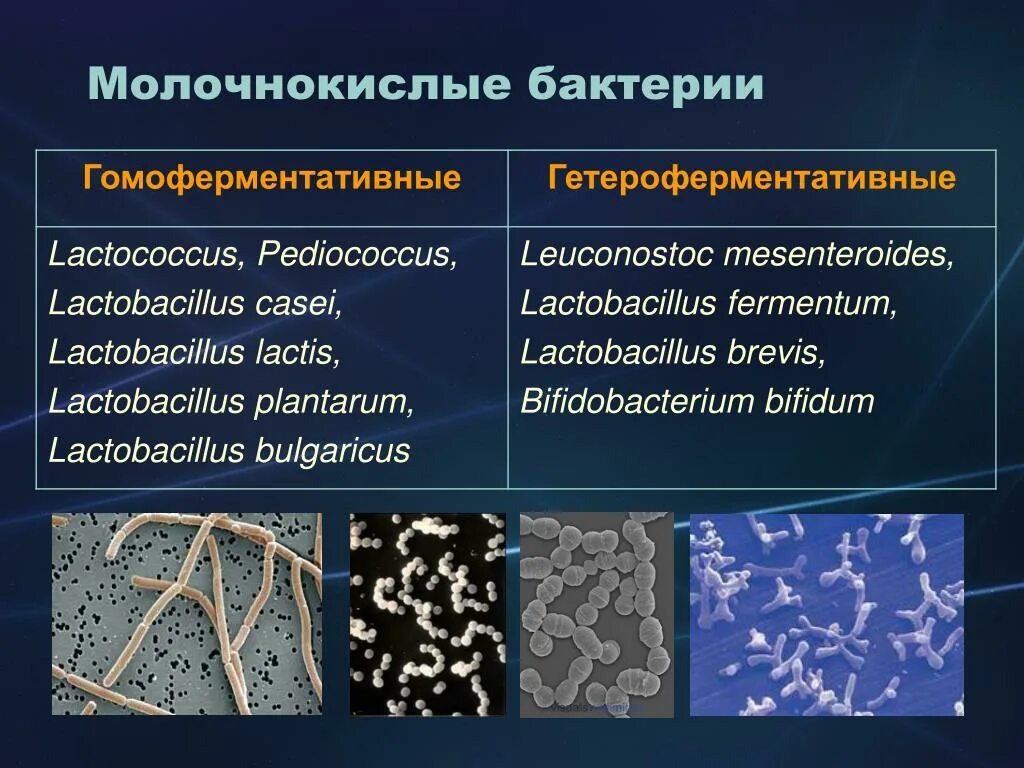 Молочнокислые бактерии при какой температуре. Споры маслянокислых бактерий. Пропионовокислое брожение микробиология. Бактерии брожения. Маслянокислые бактерии строение.