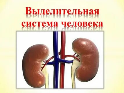 Урок выделительная система