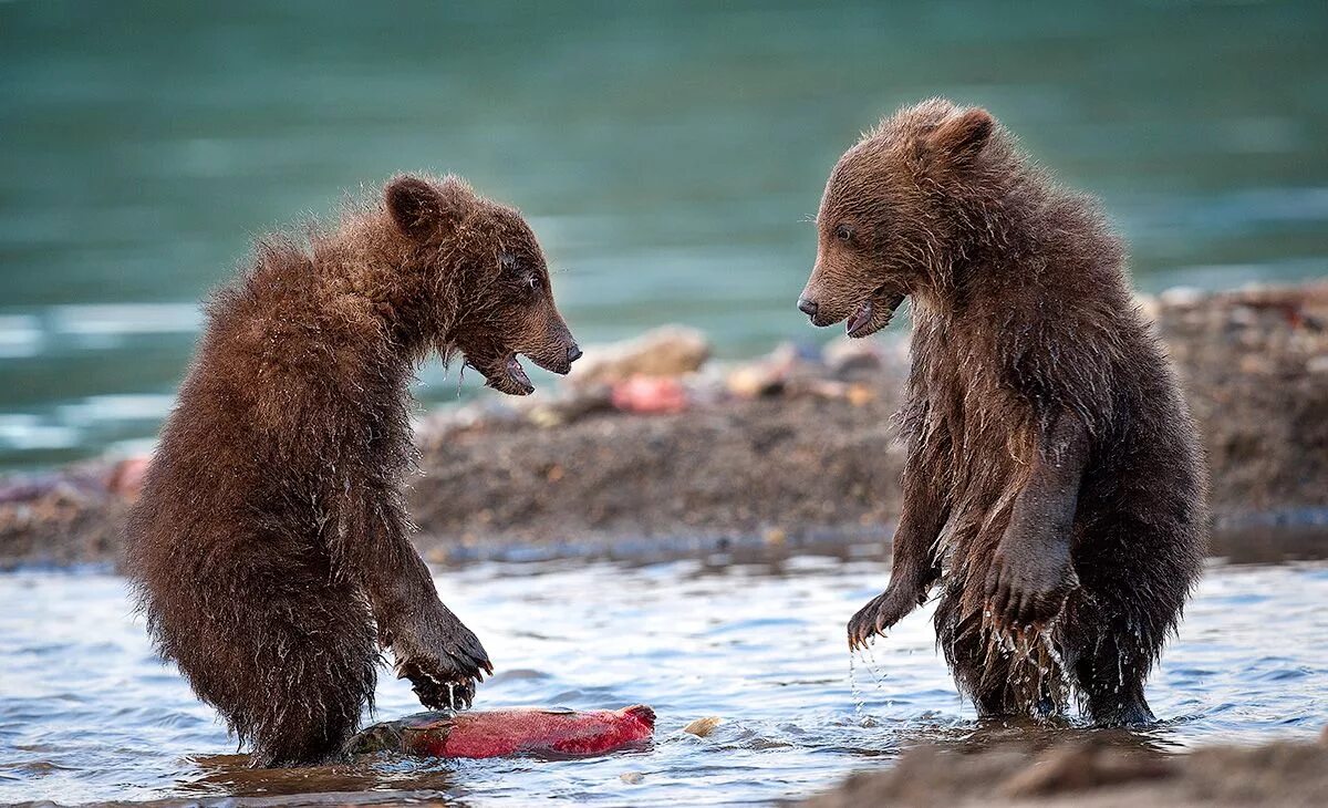 Медведь умывается. Бурый медведь Камчатки. Камчатский бурый медведь. Камчатка медведи. Водный медведь.