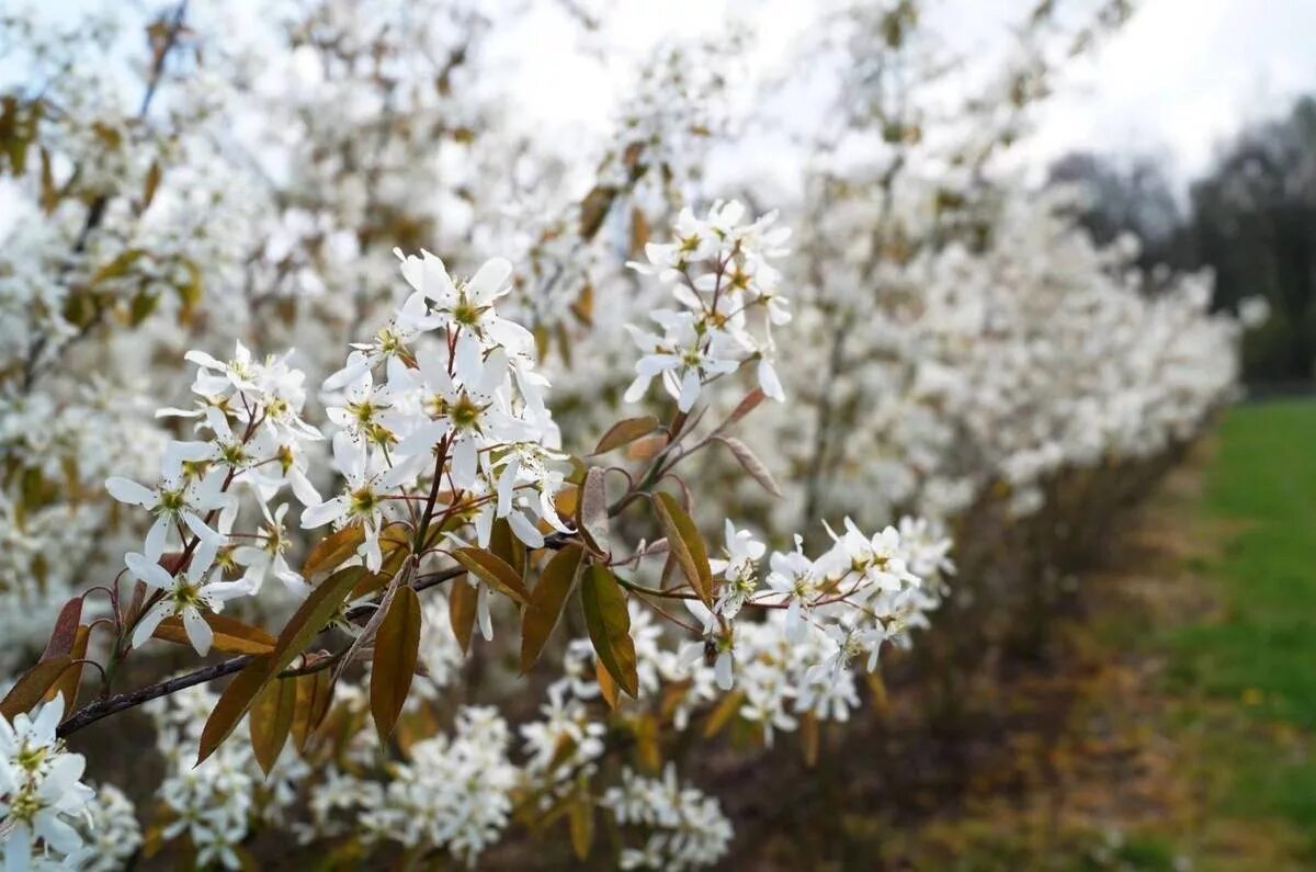 Ирга канадская дерево. Amelanchier ovalis. Ирга круглолистная цветение. Ирга круглолистная. Ирга ламарка цветение.