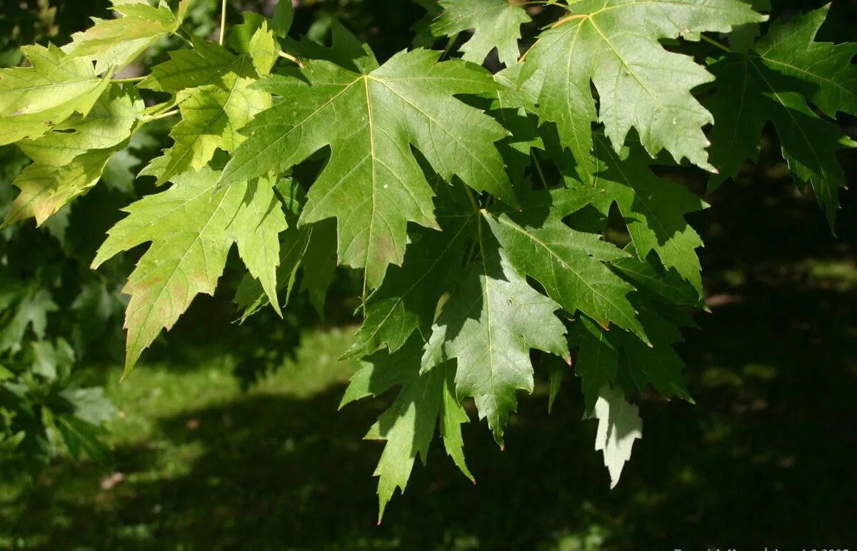 Саженцы клёна остролистного (acer platanoides) купить в Москве по цене от 790 ру