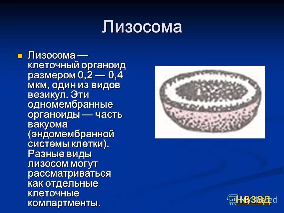 под каким номером обозначена везикула