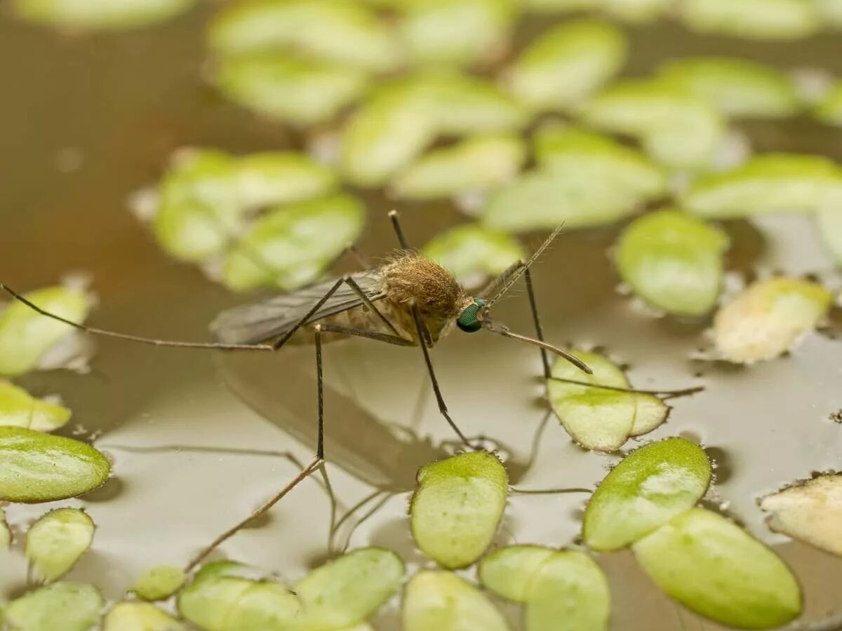 Комар какая среда. Среда обитания малярийного комара. Комары на болоте. Болотный комар. Комары над водой.