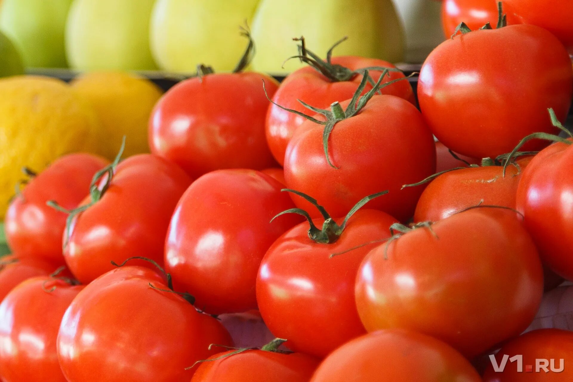 томат волгоградский отзывы