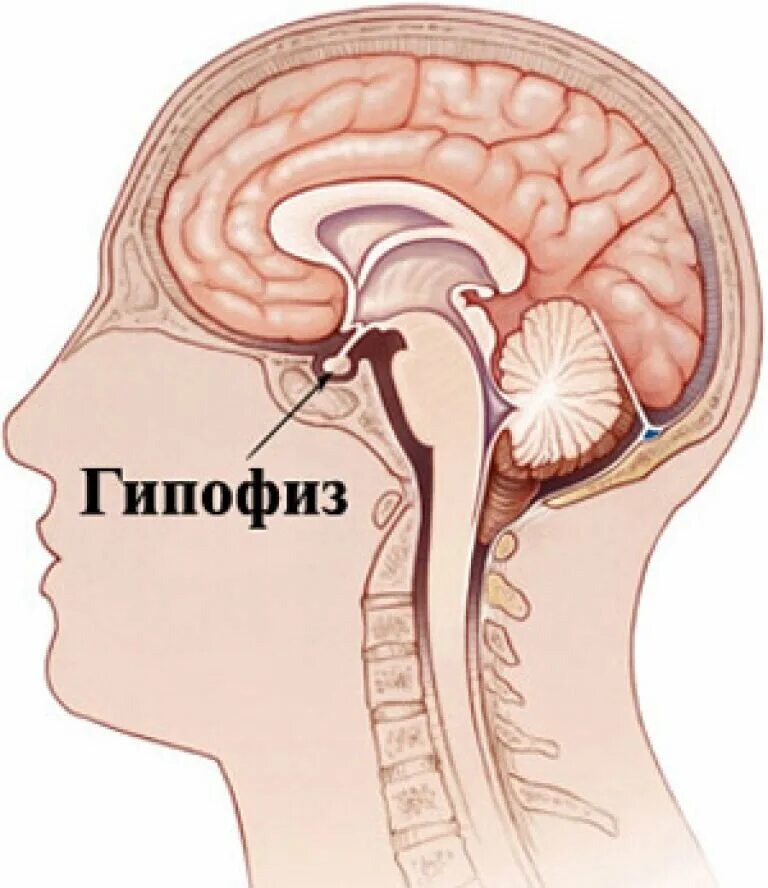 Гипофиз гипофиз гипоталамус. Гипофиз – расположение, доли. Гормоны гипофиза.. Строение головного мозга гипоталамус и гипофиз. Гипофиз Нижний придаток мозга.