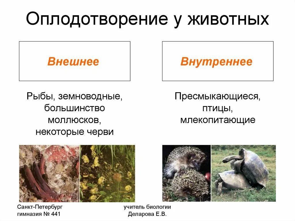 Птицы тип оплодотворения. Внешнее и внутреннее оплодотворение у животных. Оплодотворение у позвоночных животных 10 класс. Внешнее оплодотворение и внутреннее оплодотворение. Наружное и внутреннее оплодотворение таблица.