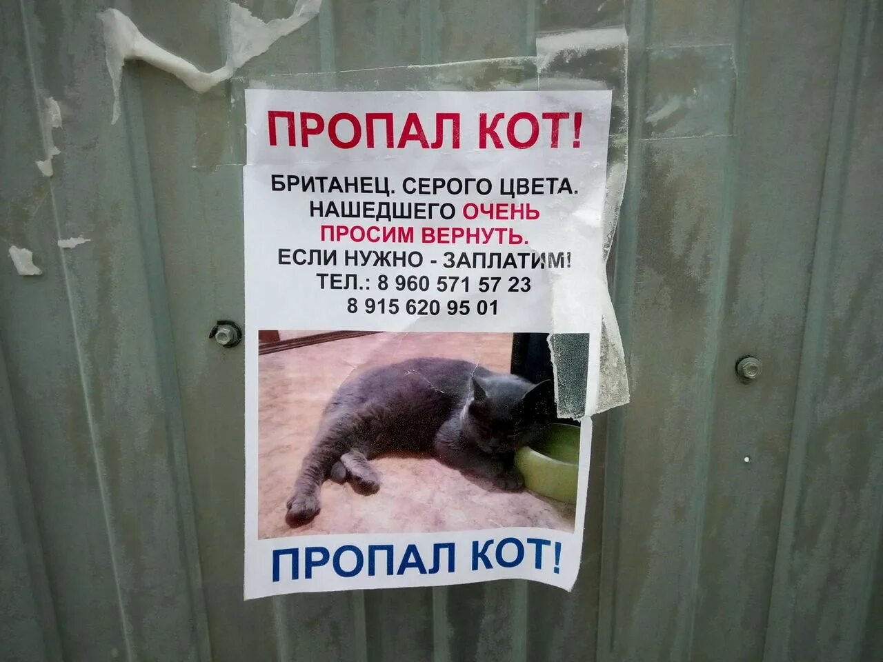 Объявления о животных. Объявления о пропаже животных. объявление о пропаже животного. пропал кот объявления. объявления про животных.