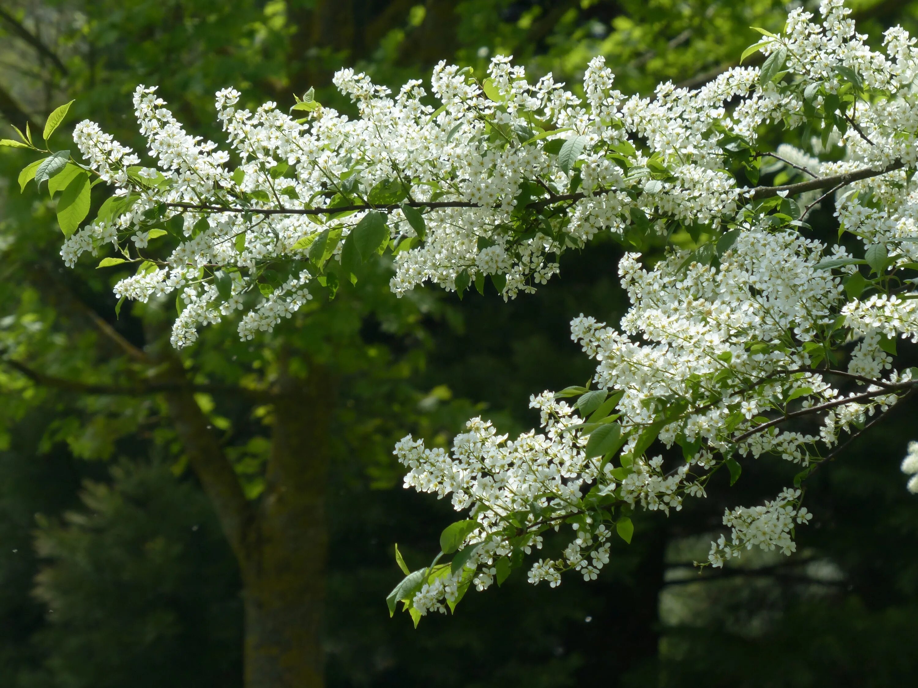 Кустарники похожие на деревья. Черемуха Prunus Padus. Черёмуха обыкновенная дерево. Черемуха обыкновенная цветет. Padus avium Mill. – Черемуха обыкновенная.