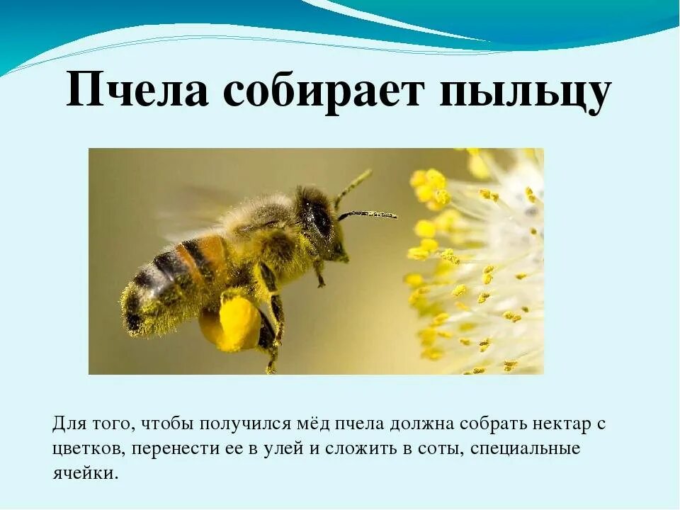 Собирает нектар и пыльцу. Пчела собирает пыльцу. Важные сведения о пчелах. Пчела собирает нектар. Пчелы презентация для детей.