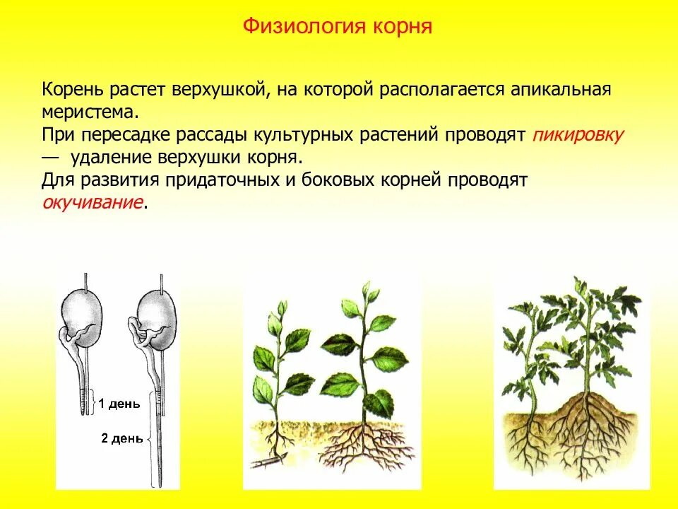 Экспериментатор при пикировке капусты