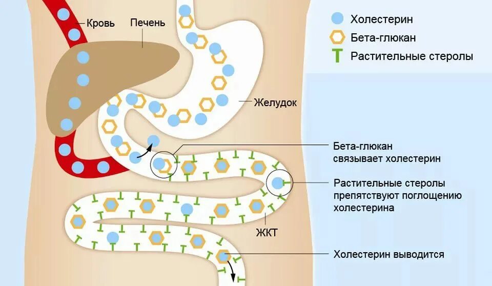 Печень повышает холестерин. Холестерин в печени. Выработка холестерина в печени. Печень вырабатывает холестерин. Холестерин и печень взаимосвязь.