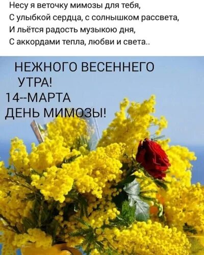 Поздравляю с днем мимозы любовниц и коллег