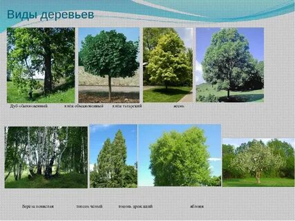 Виды древесных растений