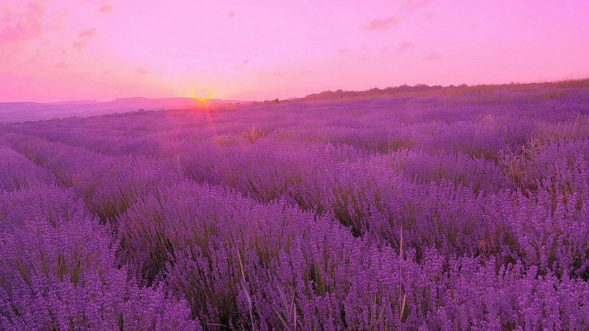 прованс. лаванда нидерланды. лаванда куст. крым лаванда лавандовые поля крым. крым тургеневка лаванда.