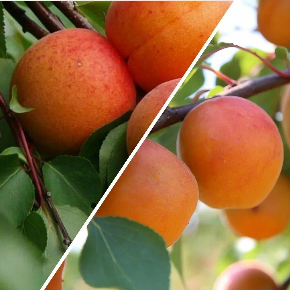 абрикос графиня