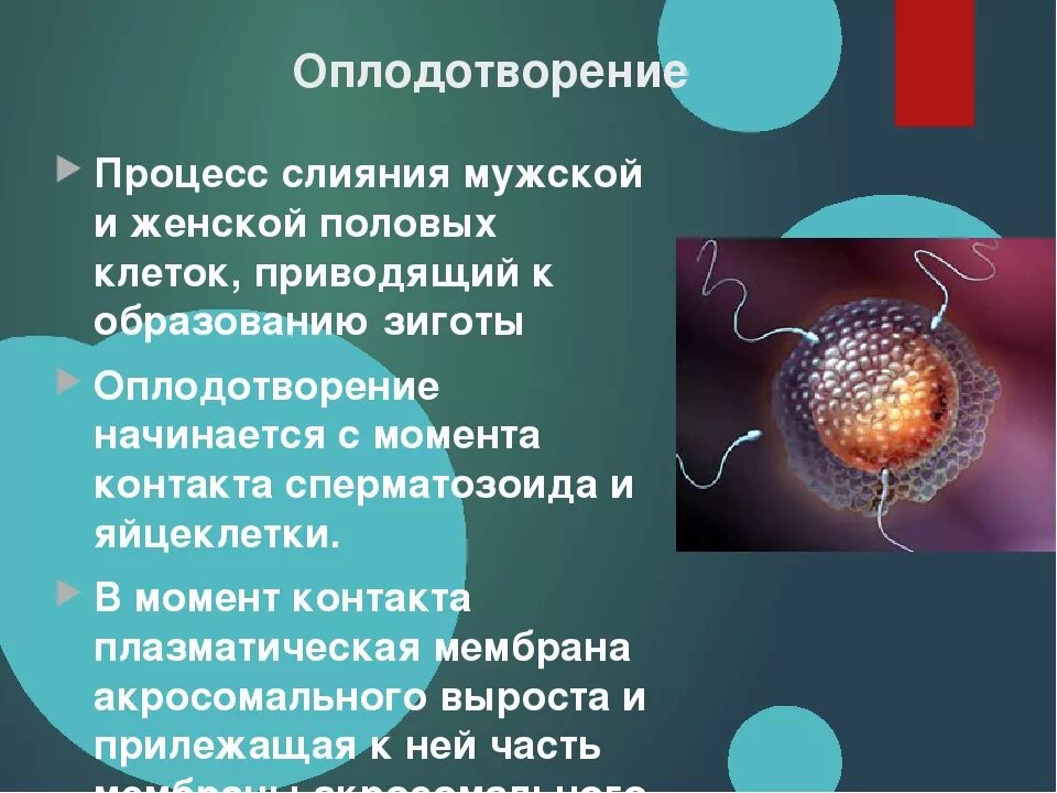 Оплодотворение. Процесс оплодотворения. Оплодотворение это процесс слияния клеток. Оплодотворение слияние половых клеток.