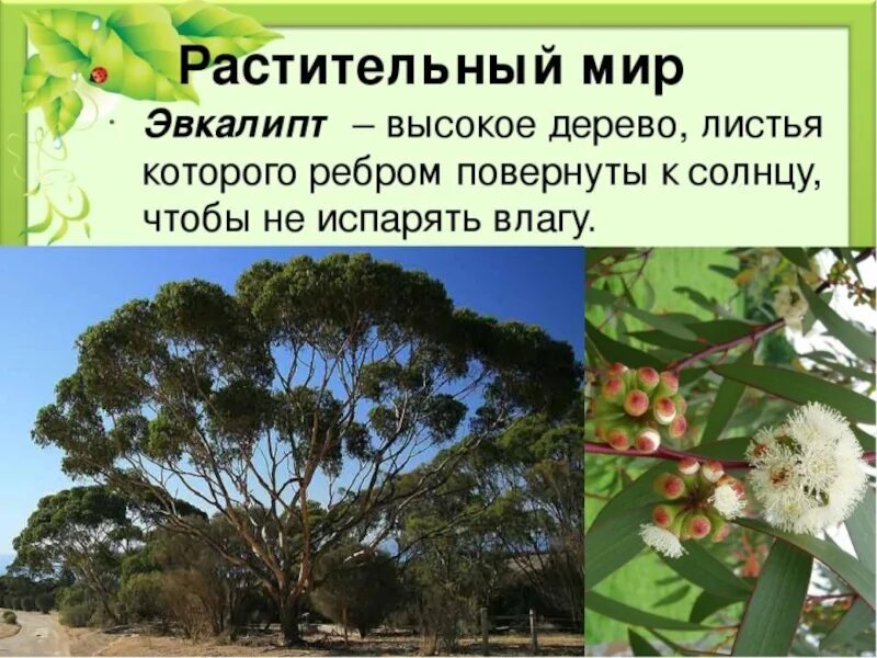 Эвкалипт встречается в австралии. Эвкалипт эндемик австралии. эвкалипт это эндемик. ареал обитания эвкалипта. низкорослые эвкалипты австралии.