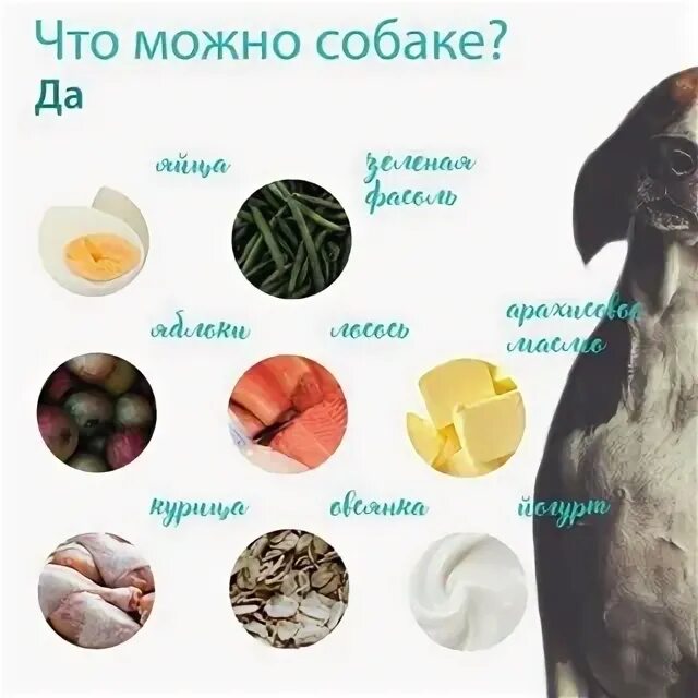 Какую еду можно давать собакам. Запретные продукты для собак. что можно давать собаке. вредные продукты для собак. что можно собакам а что нельзя.