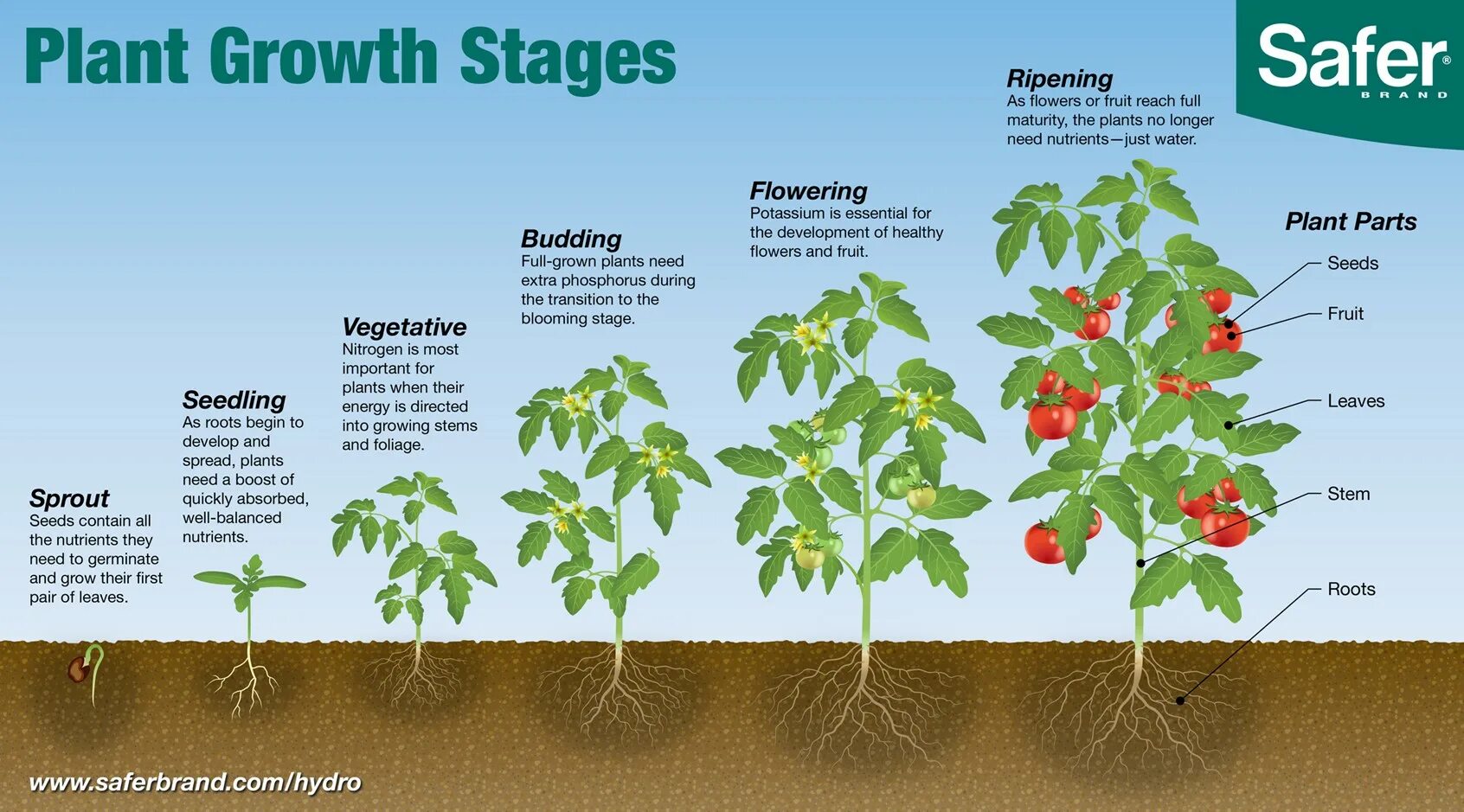 Plant video. Рост растений. Plant growth Stages. Части растения томат. Развитие томата.