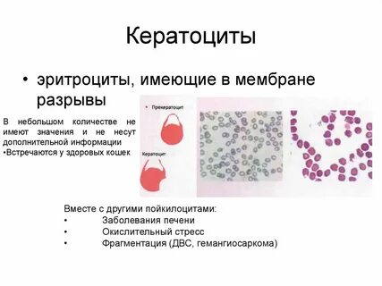 Мембрана эритроцитов