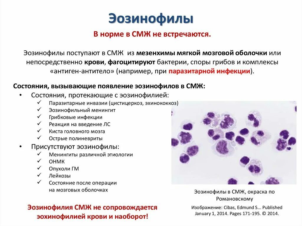 Эозинофилы в крови понижены что это значит