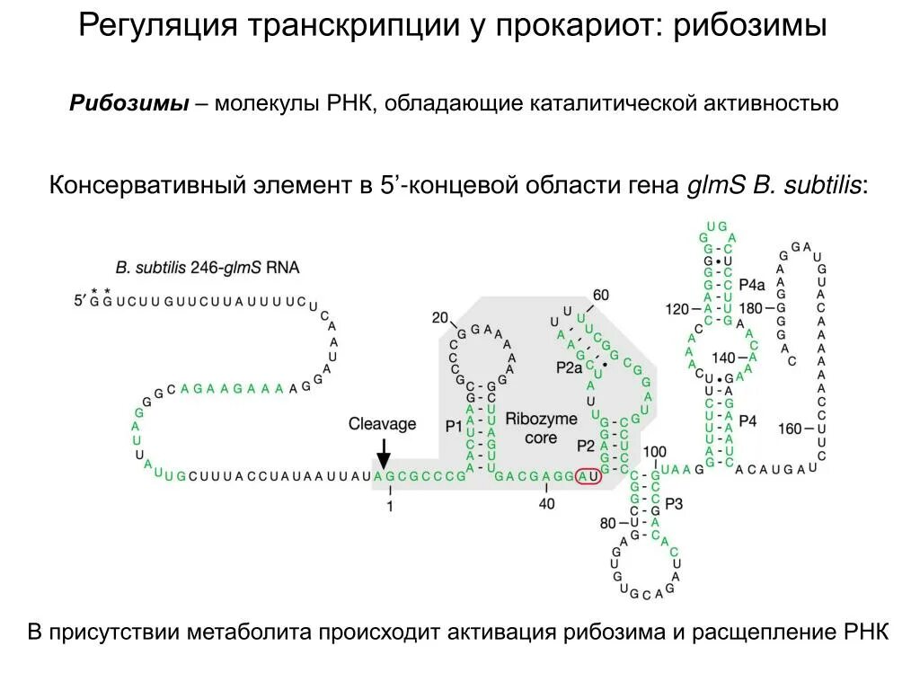 Транскрипция процессинг и репликация. Регуляция транскрипции у прокариот. Каталитические РНК. Транскрипция трансляция репликация.