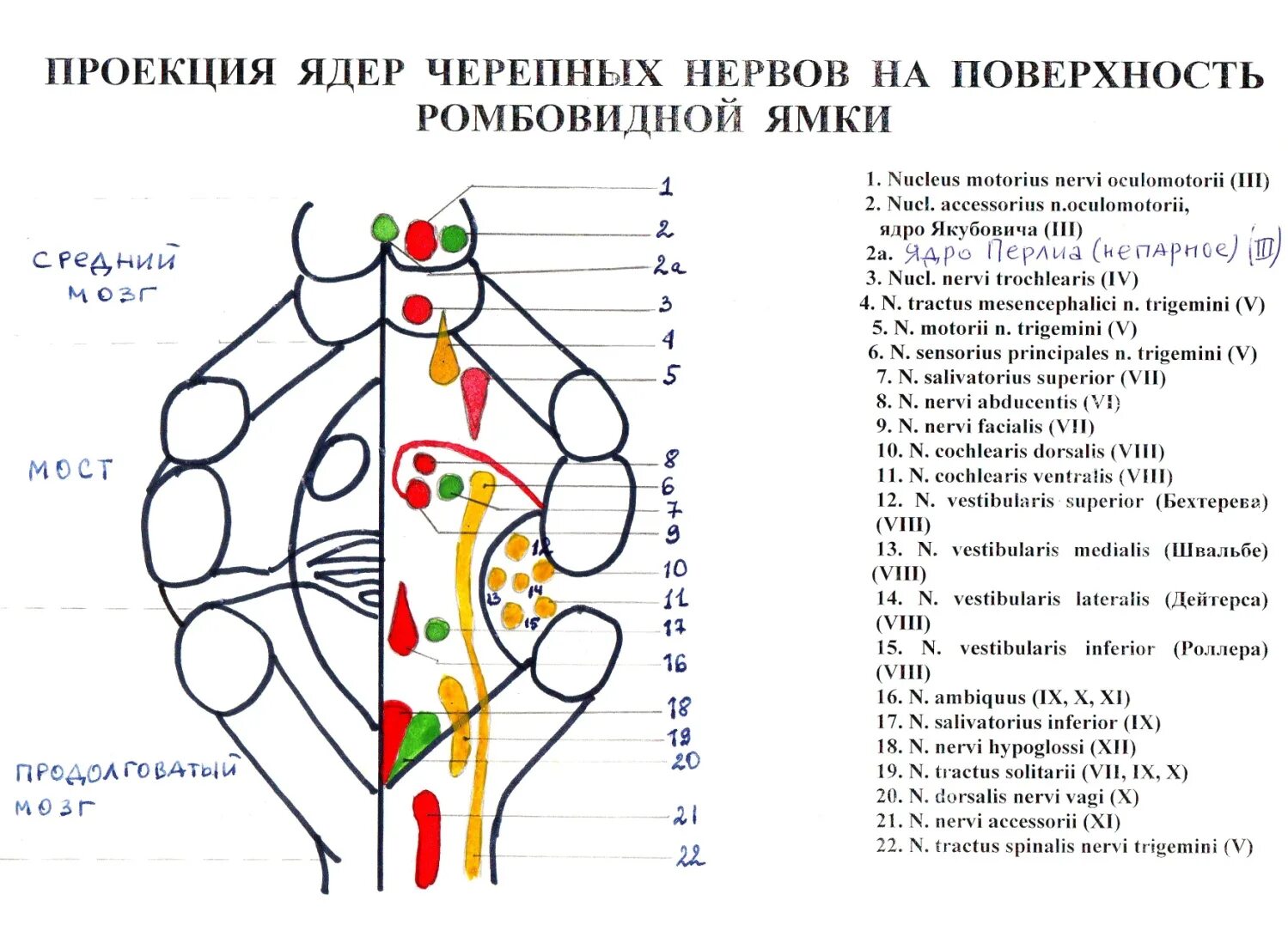 Ромбовидная ямка черепные нервы. Ромбовидная ямка ядра черепных нервов схема. Ядра ромбовидной ямки схема. Проекция ядер на ромбовидную ямку схема. Проекция ядер ЧМН схема.