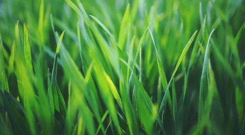 Grass 7