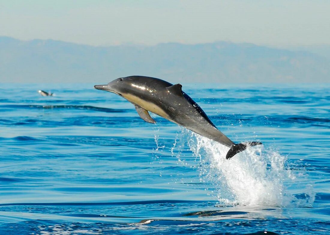Дельфины живут лет. Беломордый Дельфин. Среда обитания беломордых дельфинов. Баренцево море беломордый Дельфин. Дельфин Баренцева моря.
