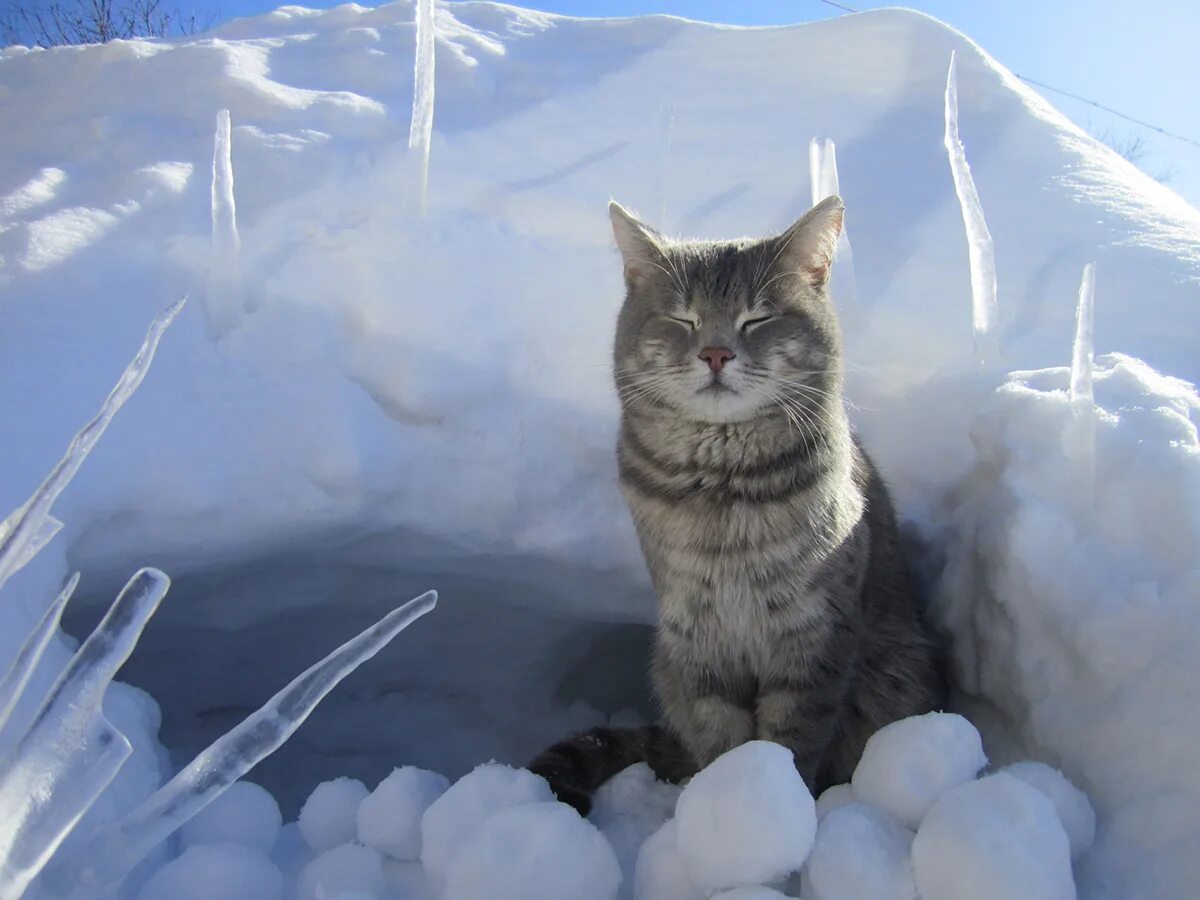 Совсем замерзла. Снежный кот. Кошки весной. Кошка в снегу.