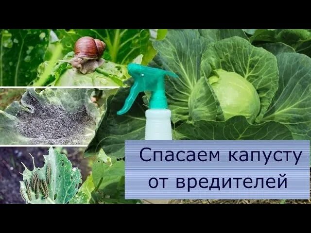 Средство для обработки капусты от вредителей. Чем побрызгать капусту народным средством. Чем побрызгать капусту народным средством. Чем побрызгать капусту народным средством. Химикаты для сада и огорода.