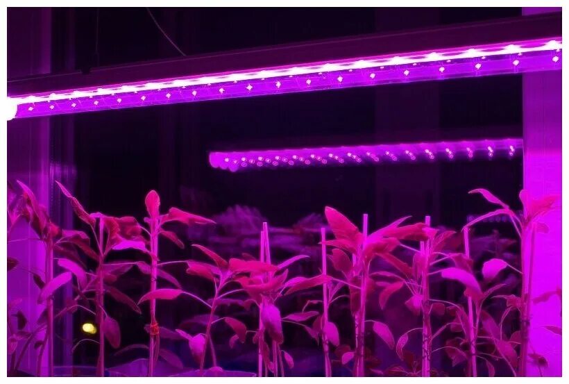 Лампы фулл спектр для растений. Led-p65-24w/spsb/e27/fr/p3 plp32wh. Фитолампа grow light 40 вт. Лампы led grow light. Лампа для рассады эра.