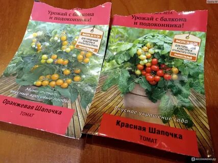 Помидоры урожай на подоконнике