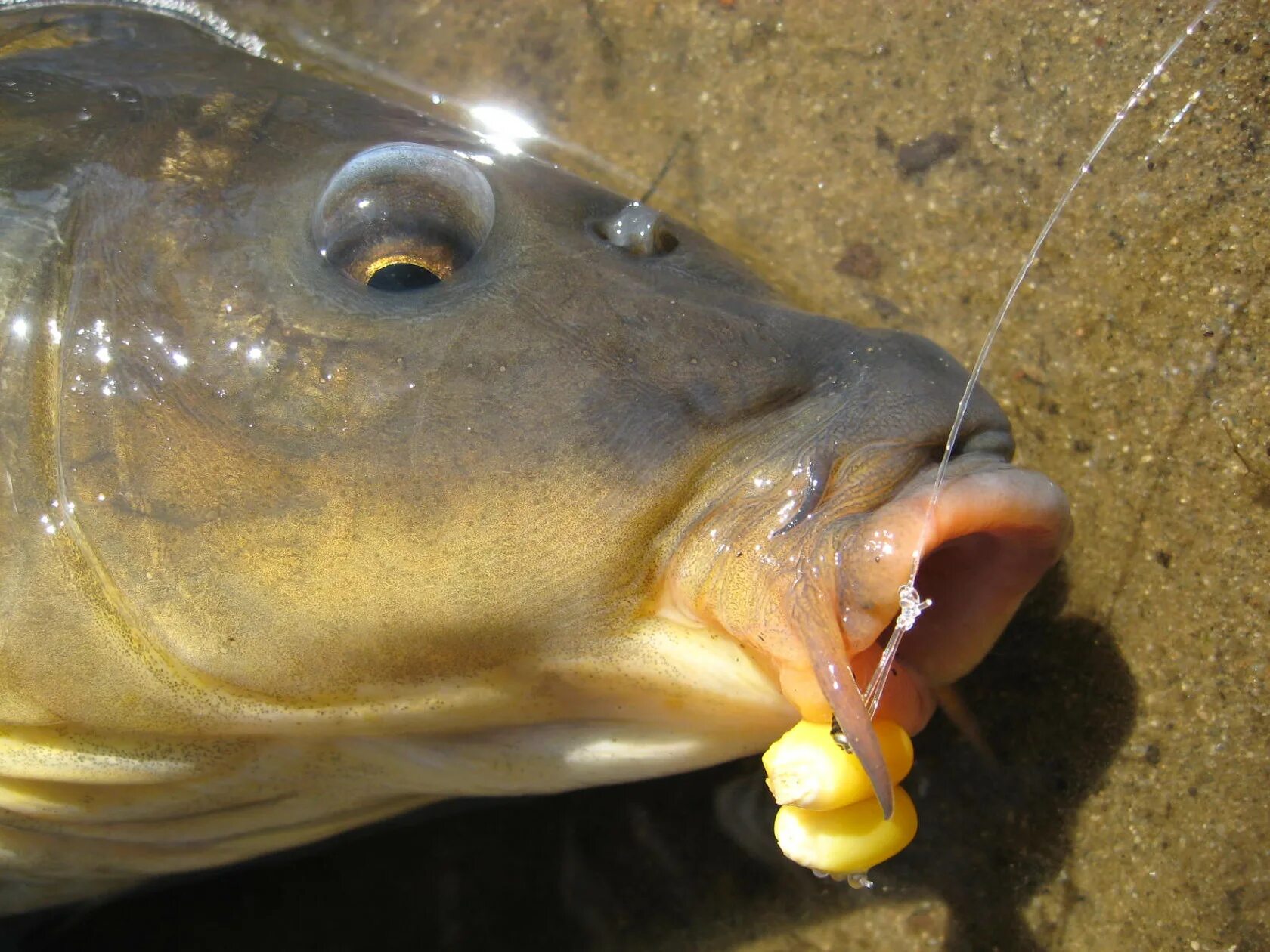 Кукуруза для рыбалки. Рыба кукуруза. Рыба кукуруза. Карась на кукурузу. Насадка на сазана.