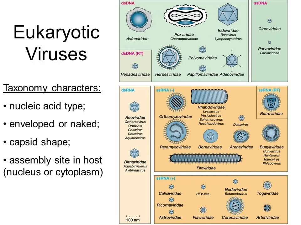 Types of viruses. Таксономия вирусов. Вирус гепатита а таксономия. International Committee on taxonomy of viruses. Таксономия и классификация вирусов.