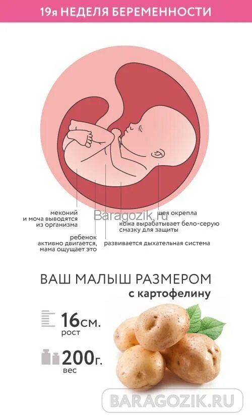 Плод на 19 акушерской неделе беременности. 19 Недель беременности размер плода. Размер ребенка на 19 неделе беременности. Ребёнок в 19 недель беременности Размеры плода.