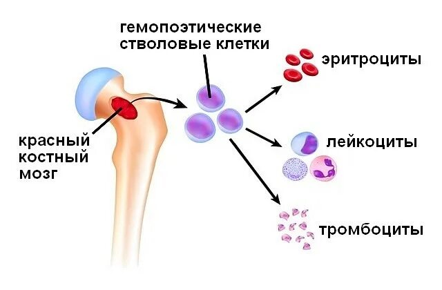 Органы кроветворения и иммунной системы. Периферические органы гемопоэза. Центральные органы гемопоэза. Процесс кроветворения в костном мозге. Органы кроветворения иммунной