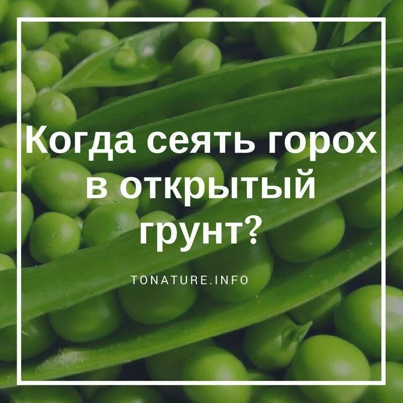 Горох посевной. Горошек в открытом грунте. Посадка гороха. Семена гороха для посадки. Грунт для гороха