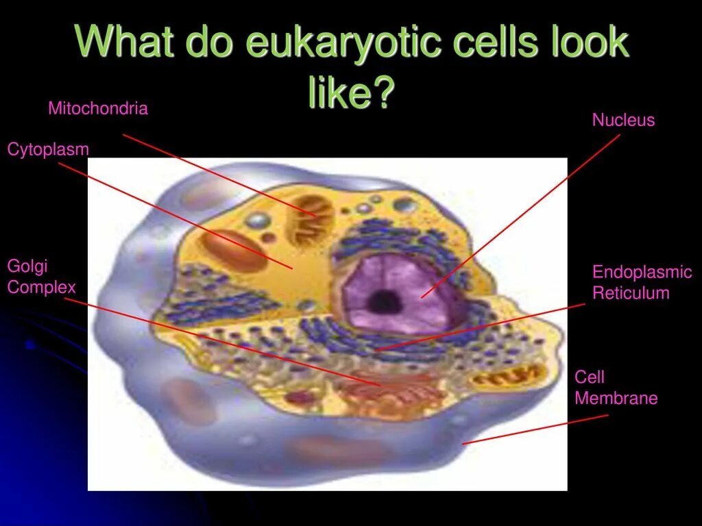 V cells c
