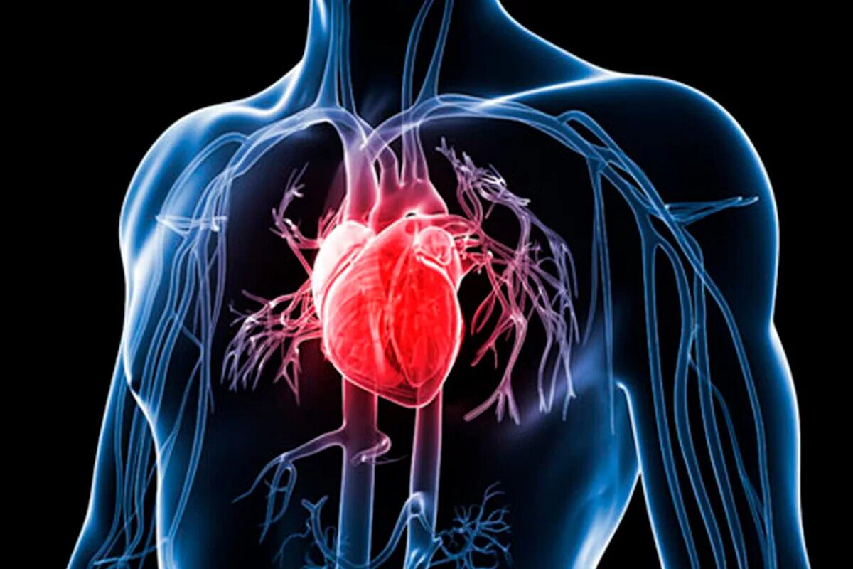 Сердце гонит. Болезни сердечно-сосудистой системы. Сердце в организме человека. Сердечно сосудистая патология. Заболевания сердца и сосудов.