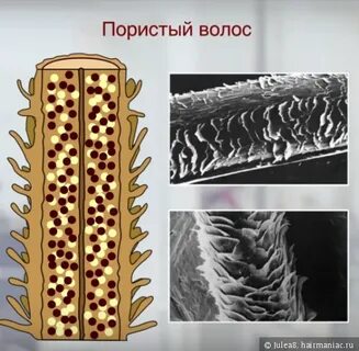 Пористость волос это