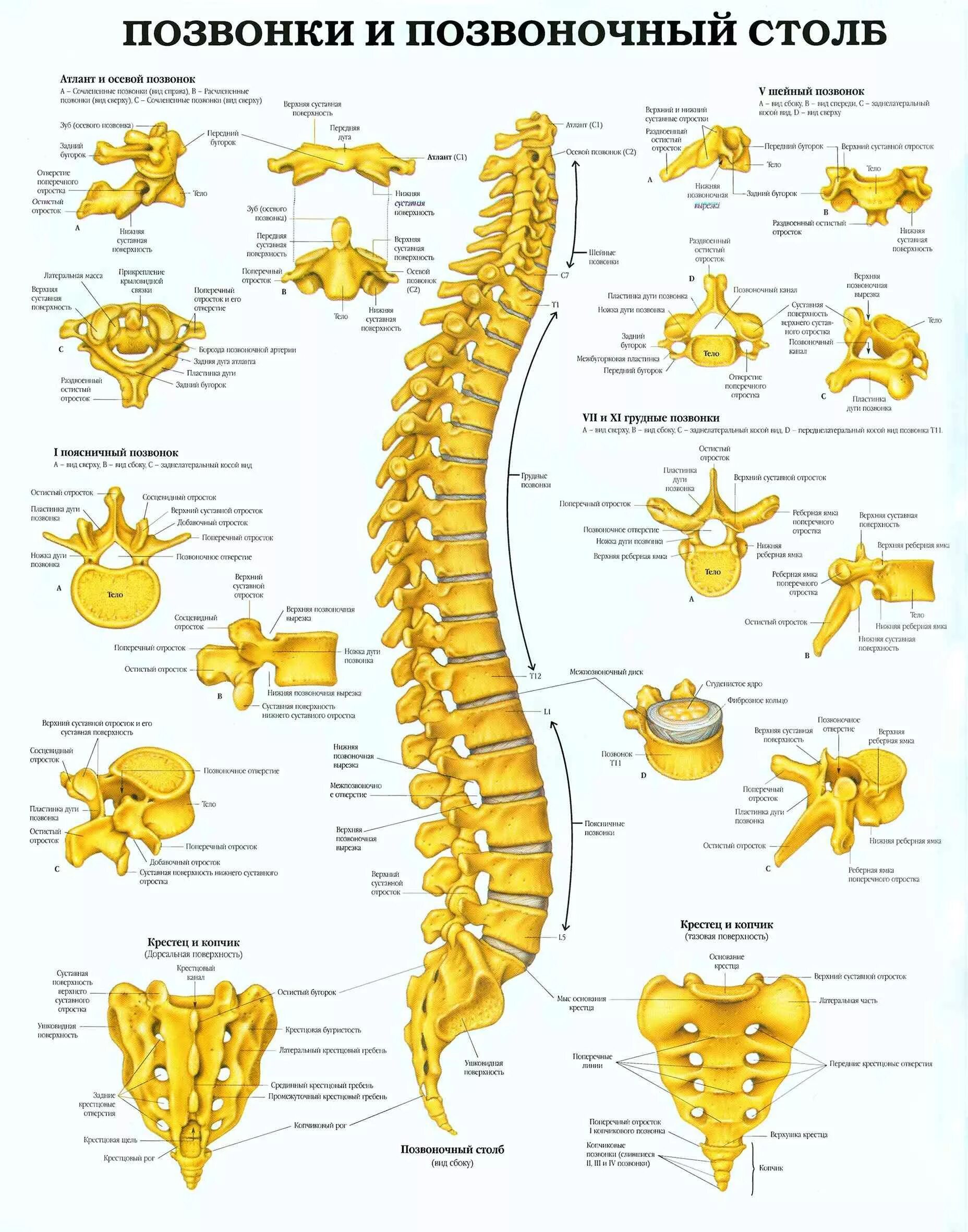 Шейный отдел кости скелета. Позвоночный столб и строение позвонка. Кости позвонка человека анатомия. Позвонки и Позвоночный столб плакат. Кости человека анатомия Позвоночный столб.