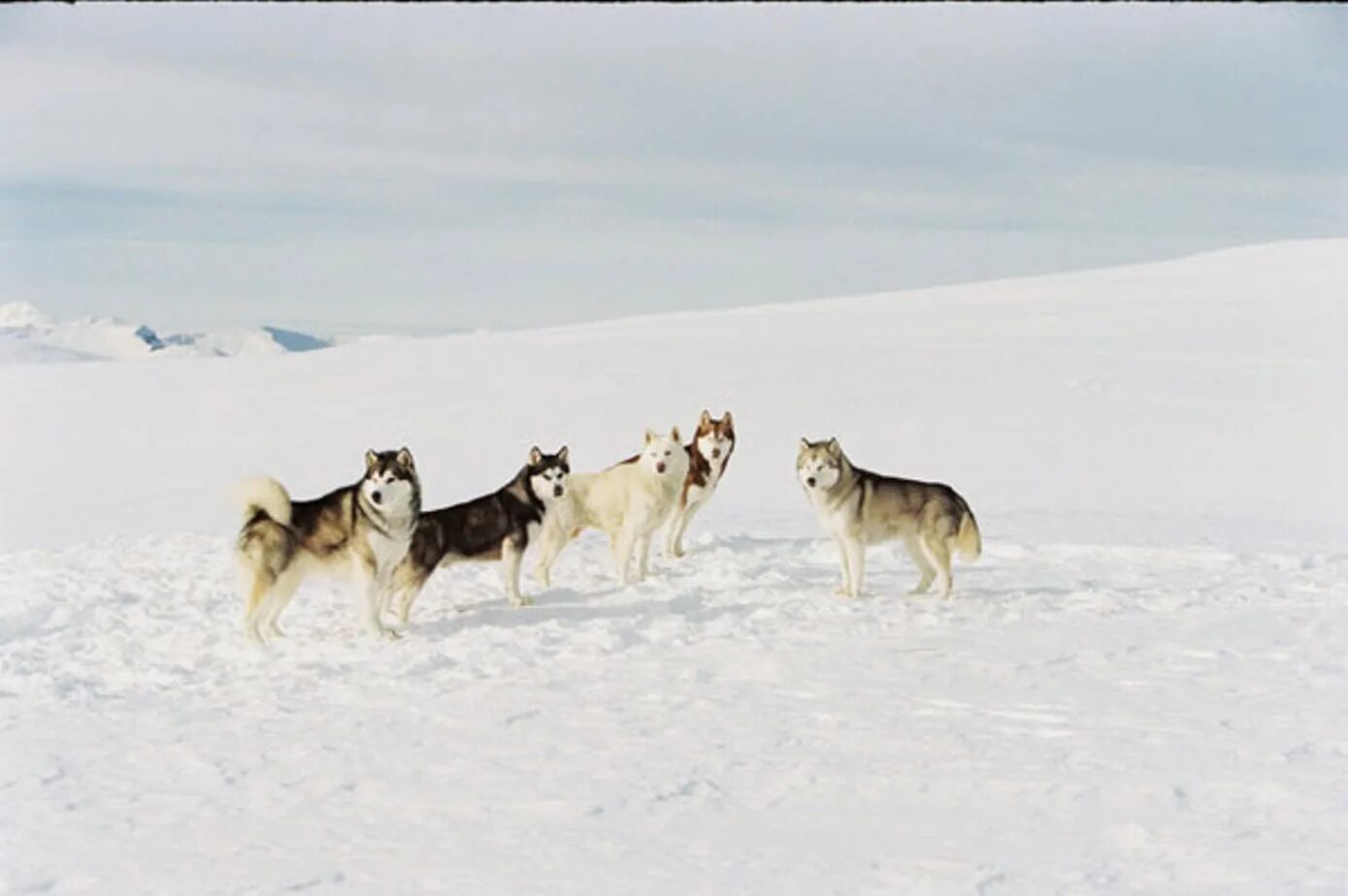 Белый плен музыка. Белый плен фильм. белый плен (2005). белый плен собаки. фильм про собак хаски белый плен.