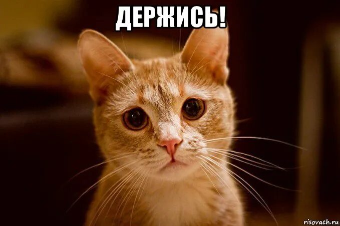 Держитесь мем собака. Медведев денег нет но вы там держитесь. Мем ты держись. Всего хорошего медведев. Ну держитесь.