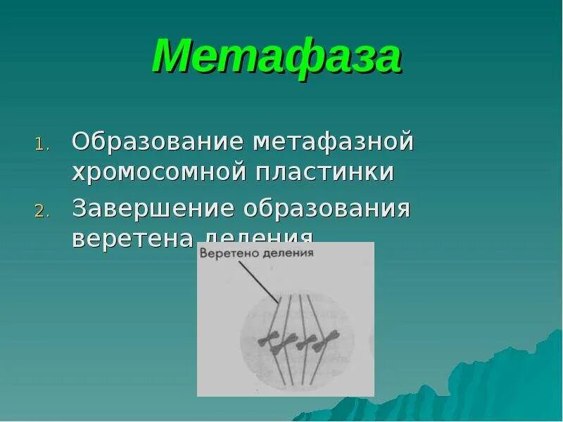 Образование метафазной пластинки происходит в митозе. Завершение образования веретена деления. метафаза образование метафазной. формирование метафазной пластинки. образование веретена деления формирование метафазной пластинки.